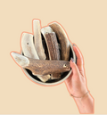 Bois de Cerf fendu L, 70 - 120gr